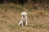 DOGUE ARGENTIN 180